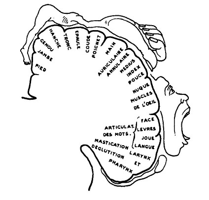 Le cerveau humain et la zone motrice primaire, d'après A. Leroi-Gourhan et La Recherche, in G. Camps, Introduction  à la préhistoire, Librairie Académique Perrin, 1982.  