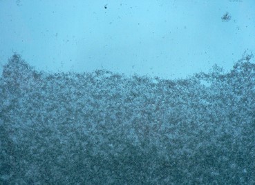 Vigiejanvier2016petitechute