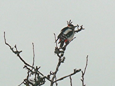 Vigiejanvier2016picepeiche