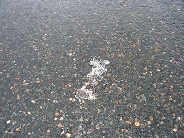 Routeavril2016grenouille