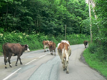 Routejuin2016vaches