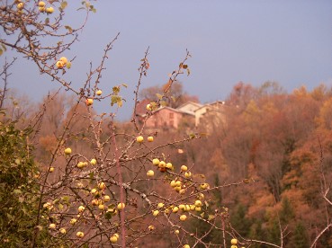 Vigiepommesnovembre2016