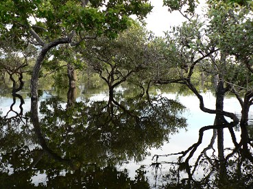 Pantanal01