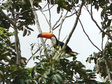 Pantanal08