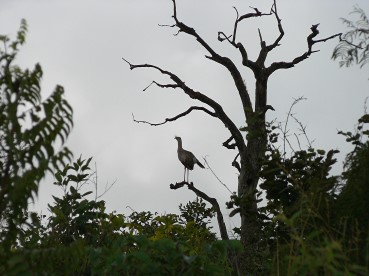 Pantanal09