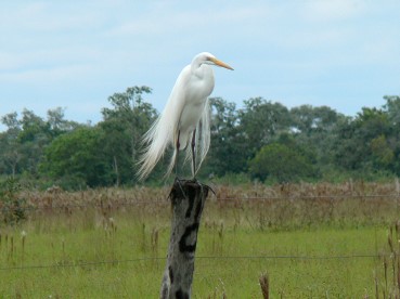 Pantanal13
