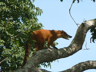 Pantanal20