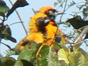 Pantanal27