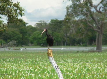 Pantanal33