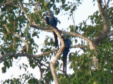 Pantanal35