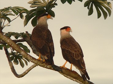 Pantanal45