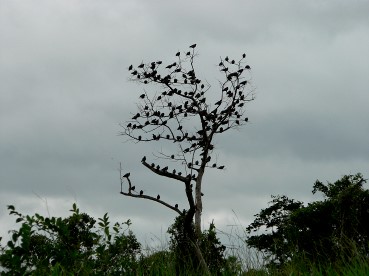 Pantanal53