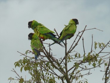 Pantanal55