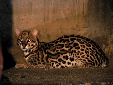 Pantanal59
