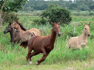 Pantanal61