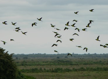 Pantanal63