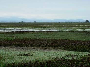 Pantanal66