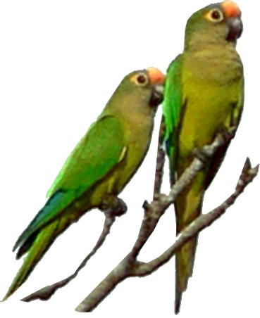 Pantanalconures