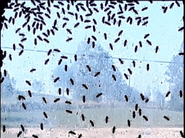 Vigiejuillet2019marake