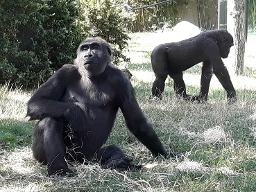 Deux gorilles