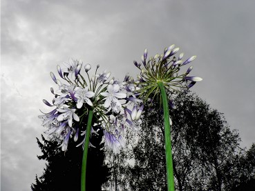 VigieVillardjuin2020agapanthes