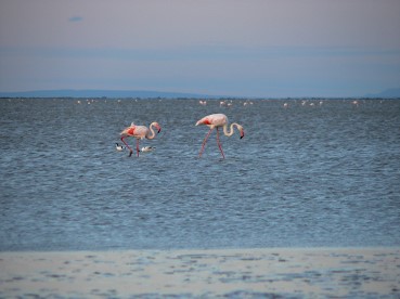 Camargue0521 Harmonie