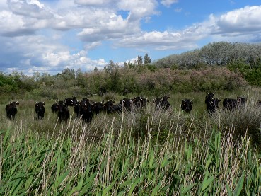 Camargue0521 taureaux