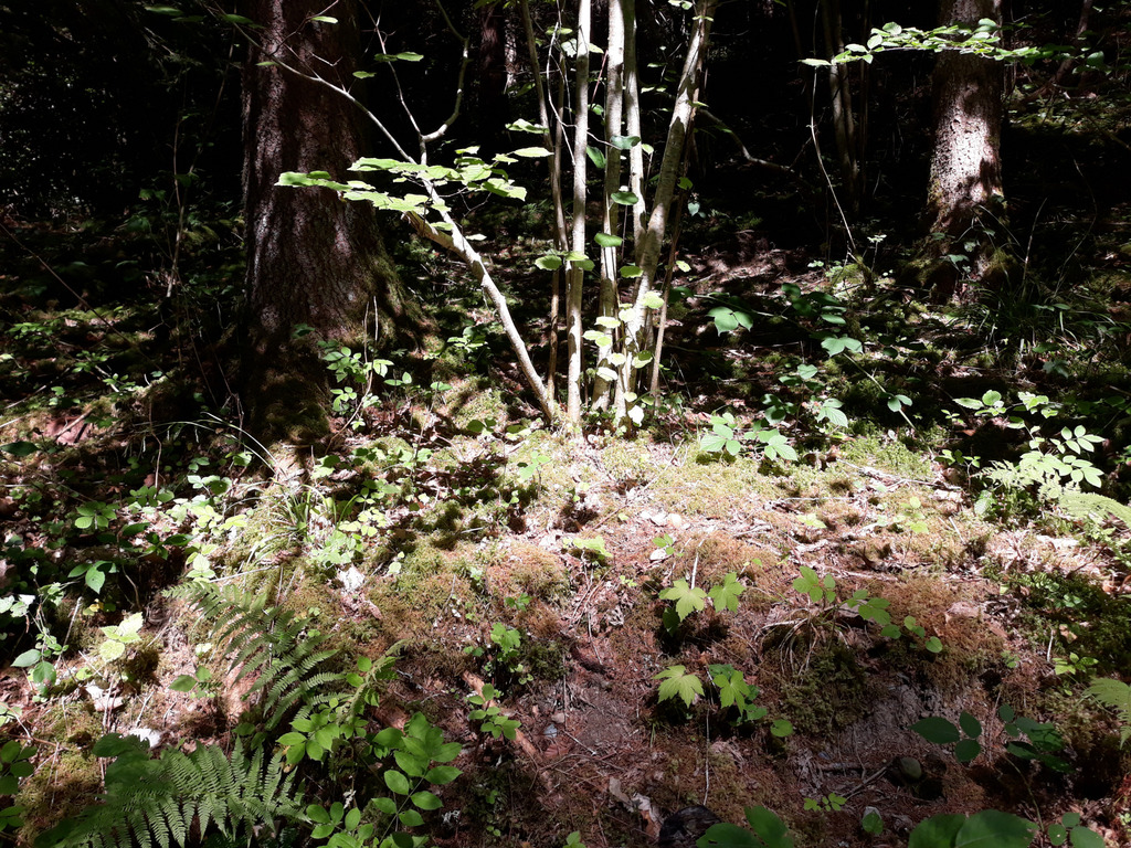 La forêt en août