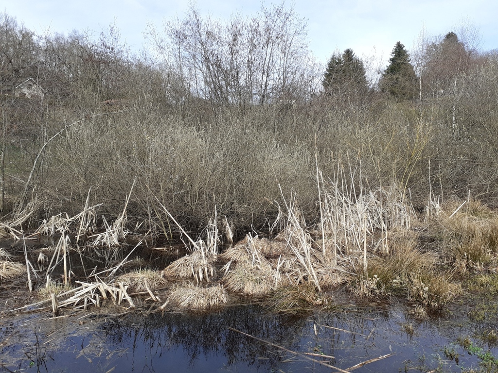 La gouille aux grenouilles en mars 2023