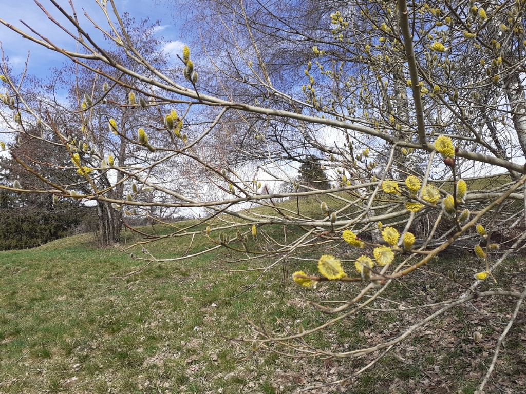 Saule marsault