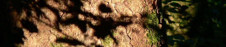 TRACES